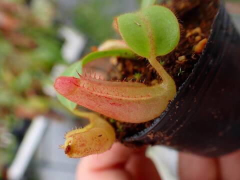 G065 5-2 [YA-10] N. veitchii Bario (very big pitcher) x veitchii Bario (stripe peristome) Y's Lab