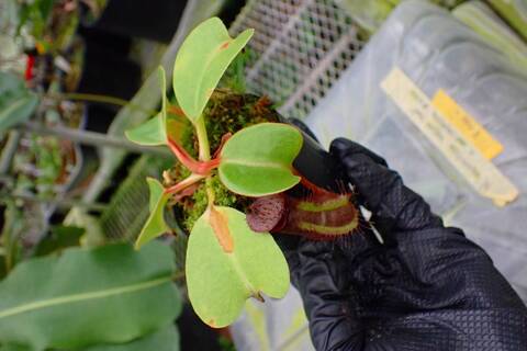 Nepenthes Species（ネペンテス原種）の商品一覧 | Y's Exotics （山田