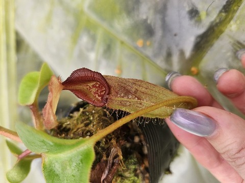 Y965 1-4 N. aff. Nebularum {south-eastern Mindanao, Philippines}[BCP ID# N1718] BCP 