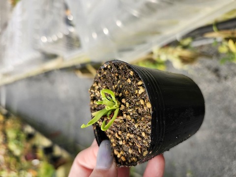 R405 5-1 Dionaea muscipula "CK WW2" CK