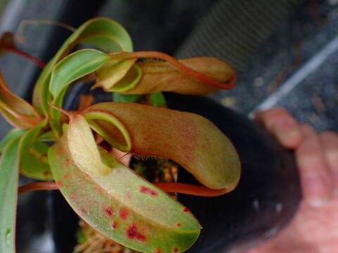 Y831 5-3 N. ventricosa x merrilliana EP