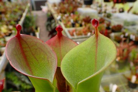 Heliamphora（ヘリアンフォラ）の商品一覧 | Y's Exotics （山田