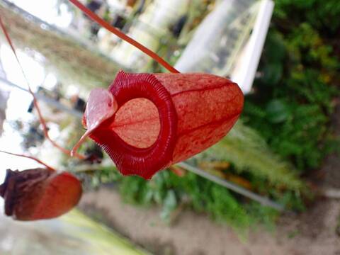 商品一覧 - Y's Exotics （山田食虫植物農園）