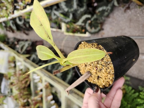 食虫植物　お知らせ用 Y's Exotics （山田食虫植物農園）