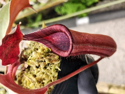 商品一覧 - Y's Exotics （山田食虫植物農園）