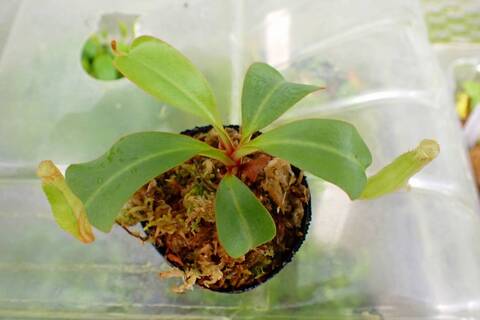 商品一覧 | Y's Exotics （山田食虫植物農園）