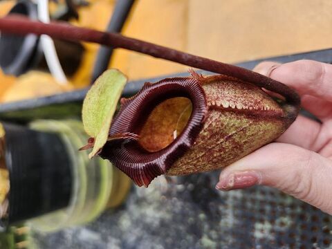 Nepenthes（ネペンテス/ウツボカズラ）の商品一覧 | Y's Exotics （山田食虫植物農園）