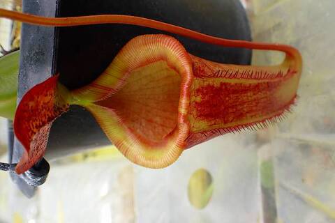 Y's Exotics （山田食虫植物農園）