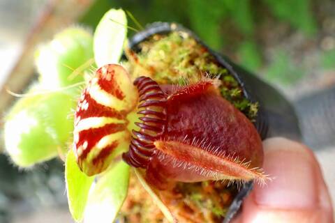 その他観葉植物 Cephalotus follicularis`GermanGiant' C.C How To Grow Cephalotus follicularis | EarthOne