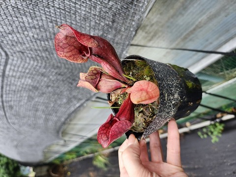 ムサパプワ　苗 商品一覧 - Y's Exotics （山田食虫植物農園）
