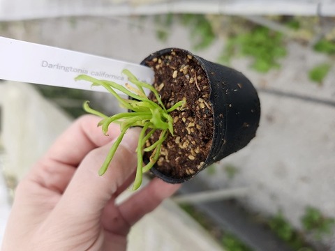 商品一覧 - Y's Exotics （山田食虫植物農園）