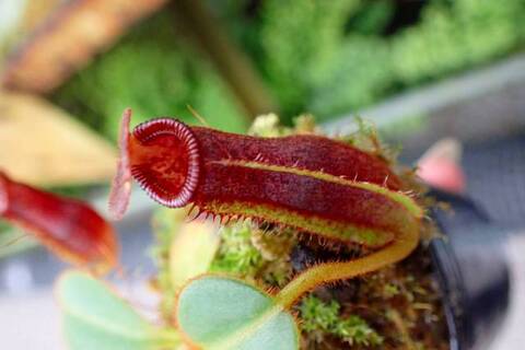 ゆうゆうネペンテス・ミランダ Nepenthes（ネペンテス/ウツボカズラ）の商品一覧 | Y's Exotics