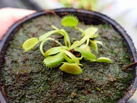 商品一覧 - Y's Exotics （山田食虫植物農園）