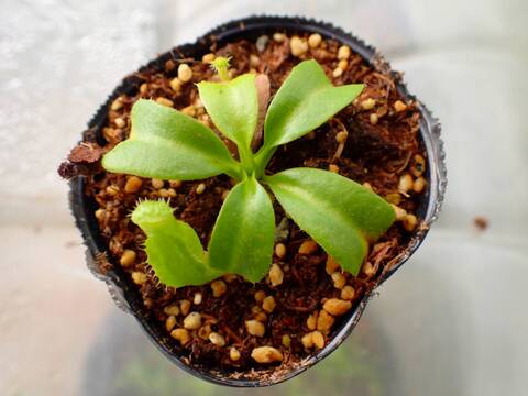 商品一覧 - Y's Exotics （山田食虫植物農園）