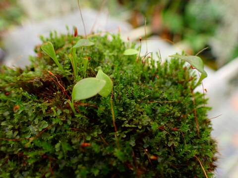 商品一覧 - Y's Exotics （山田食虫植物農園）