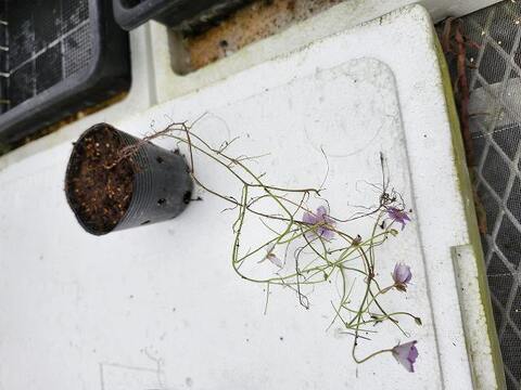 Drosera（ドロセラ/モウセンゴケ）の商品一覧 | Y's Exotics