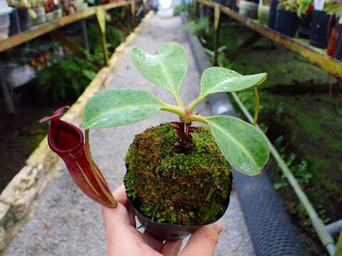 商品一覧 - Y's Exotics （山田食虫植物農園）