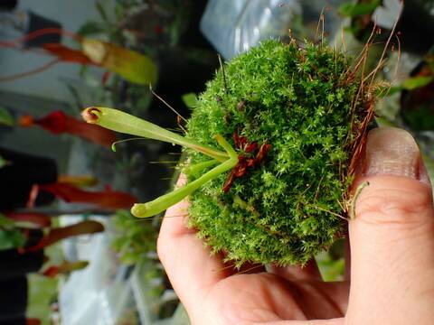アルビ　ヘリアンフォラ 商品一覧 - Y's Exotics （山田食虫植物農園）