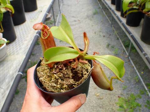 商品一覧 - Y's Exotics （山田食虫植物農園）