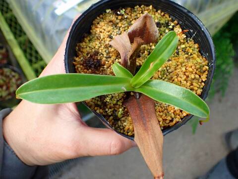 商品一覧 - Y's Exotics （山田食虫植物農園）