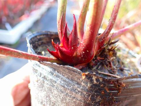 商品一覧 - Y's Exotics （山田食虫植物農園）