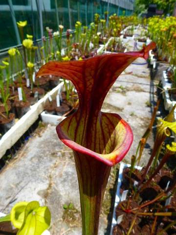 Sarracenia（サラセニア）の商品一覧 | Y's Exotics （山田食虫植物農園）