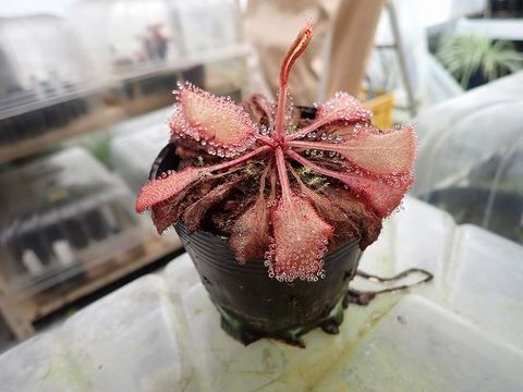 商品一覧 | Y's Exotics （山田食虫植物農園）