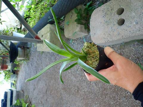 G704 3-1 #BBB Brocchinia reducta {Akopan Tepui plateau, Chimanta Massif, Venezuela} [BCP ID# 1651] BCP