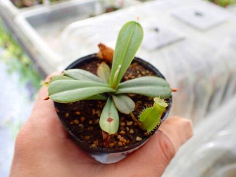 商品一覧 - Y's Exotics （山田食虫植物農園）