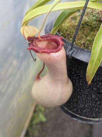 Nepenthes（ネペンテス/ウツボカズラ）の商品一覧 | Y's Exotics （山田食虫植物農園）