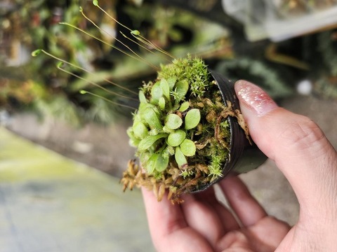 Cephalotus follicularis （セファロタス/フクロノユキノシタ