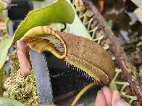 rajah × ephippiata y's 山田食虫植物農園 Y's Exotics （山田食虫植物