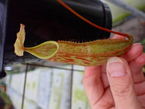 商品一覧 - Y's Exotics （山田食虫植物農園）