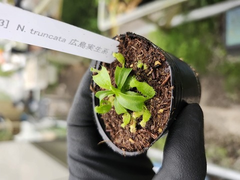 商品一覧 - Y's Exotics （山田食虫植物農園）