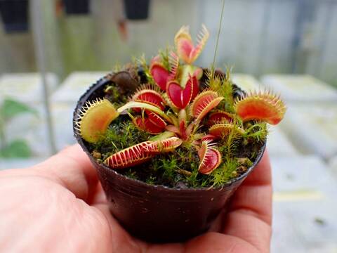 G155 1-3 Dionaea muscipula 鈴木系 実生