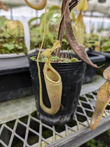 Nepenthes（ネペンテス/ウツボカズラ）の商品一覧 | Y's Exotics （山田食虫植物農園）