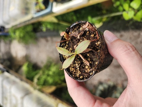 商品一覧 - Y's Exotics （山田食虫植物農園）