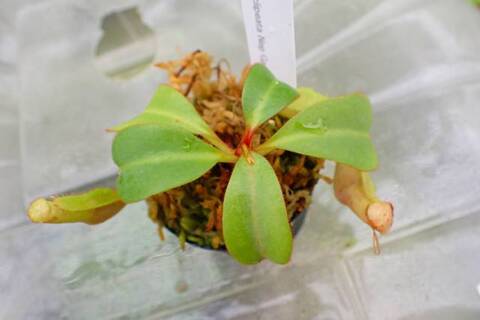 ゆうゆうネペンテス・ミランダ Nepenthes（ネペンテス/ウツボカズラ）の商品一覧 | Y's Exotics