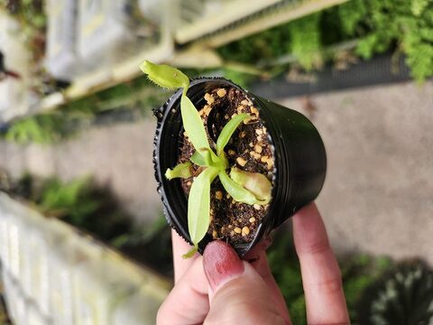 商品一覧 | Y's Exotics （山田食虫植物農園）