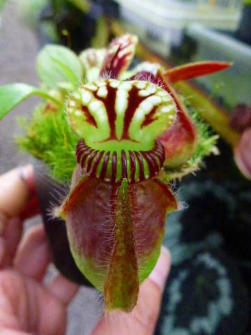 Cephalotus follicularis （セファロタス/フクロノユキノシタ）の商品