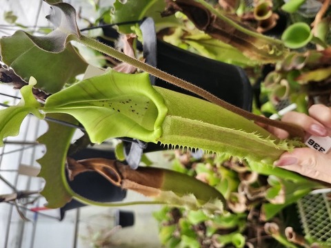 P150 1-2 N. maxima wavy leaf (green pitcher hard wavy No.38) 