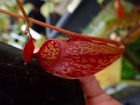 商品一覧 - Y's Exotics （山田食虫植物農園）