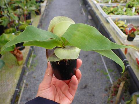 P294 5-1 Platycerium ラベル落ち
