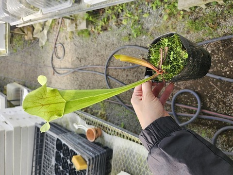 商品一覧 - Y's Exotics （山田食虫植物農園）