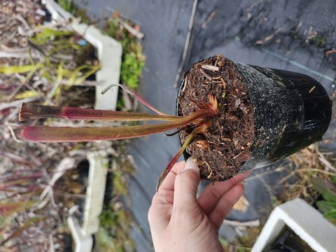 P295 S. xmitchelliana x leucophylla (white top) 