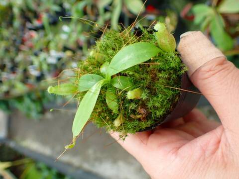 P708 1-4 N. (maxima x campanulata) x xalisaputrana #NNN
