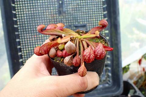 R325 1H S. psittacina (dark maroom) Lee's