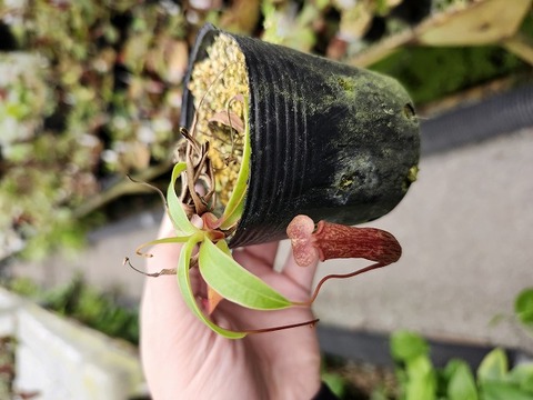 Nepenthes（ネペンテス/ウツボカズラ）の商品一覧 | Y's Exotics
