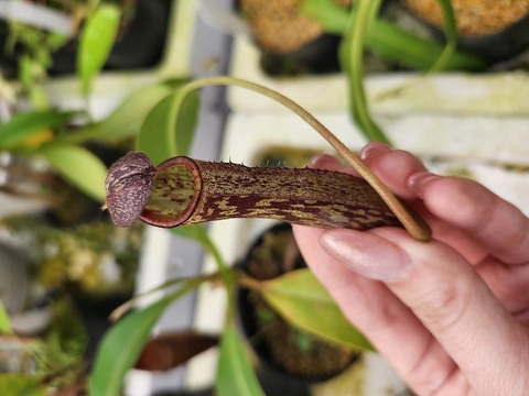 商品一覧 - Y's Exotics （山田食虫植物農園）