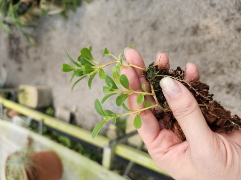 商品一覧 - Y's Exotics （山田食虫植物農園）